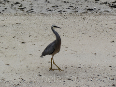 Egretta novaehollandiae