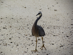 Egretta novaehollandiae