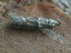 Cryptoblabes bistriga