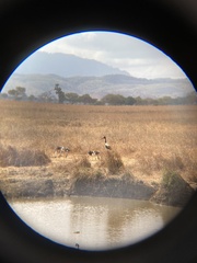 Ephippiorhynchus senegalensis