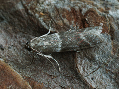 Cryptoblabes bistriga