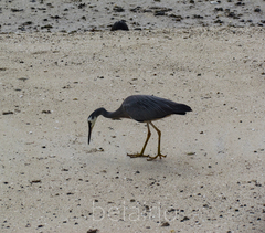 Egretta novaehollandiae