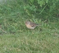 Fringilla montifringilla