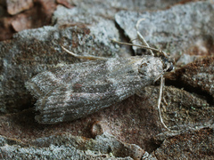 Cryptoblabes bistriga
