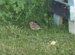 Fringilla montifringilla