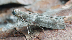 Cryptoblabes bistriga