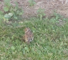 Fringilla montifringilla