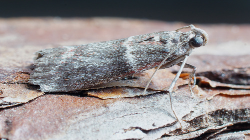 Cryptoblabes bistriga Haworth, 1811