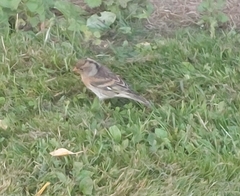 Fringilla montifringilla