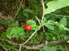 Lonicera alpigena