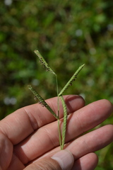 Paspalum denticulatum