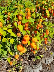 Alkekengi officinarum