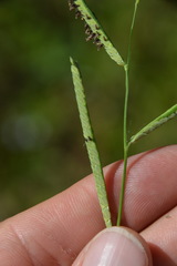 Paspalum denticulatum