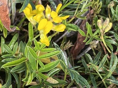 Rhynchosia ferulifolia