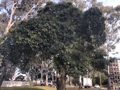 Ficus microcarpa