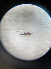 Hippopotamus amphibius