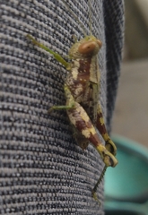 Pirithoicus ophthalmicus