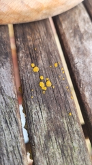 Dacrymyces capitatus