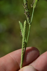Paspalum denticulatum