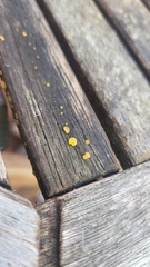 Dacrymyces capitatus