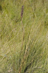Xanthorrhoea minor lutea