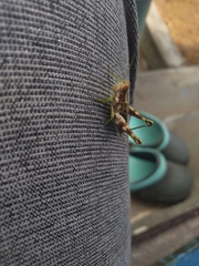 Pirithoicus ophthalmicus