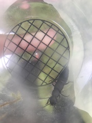 Ocypus olens