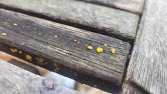 Dacrymyces capitatus