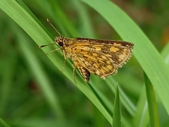 Ampittia dioscorides camertes