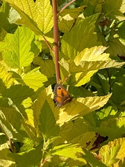Pyronia tithonus