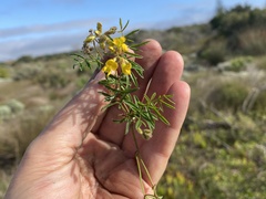 Rhynchosia ferulifolia