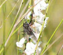 Scaptia