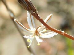 Trachyandra muricata