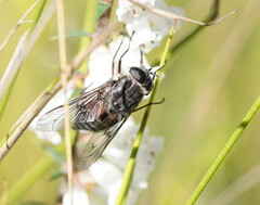 Scaptia