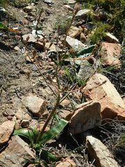 Trachyandra muricata