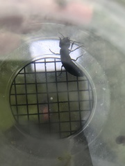 Ocypus olens