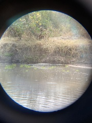 Crocodylus niloticus
