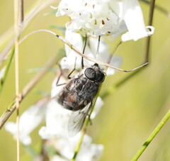 Scaptia
