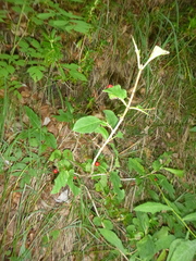 Lonicera alpigena