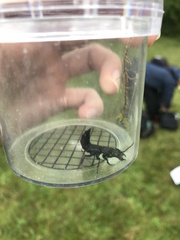 Ocypus olens