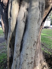 Ficus microcarpa