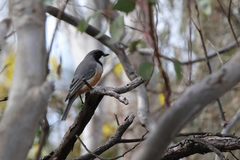 Pachycephala rufiventris
