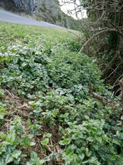 Lamium galeobdolon argentatum