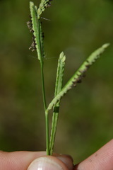 Paspalum denticulatum