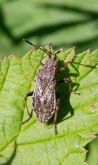 Stictopleurus