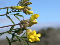 Rhynchosia ferulifolia