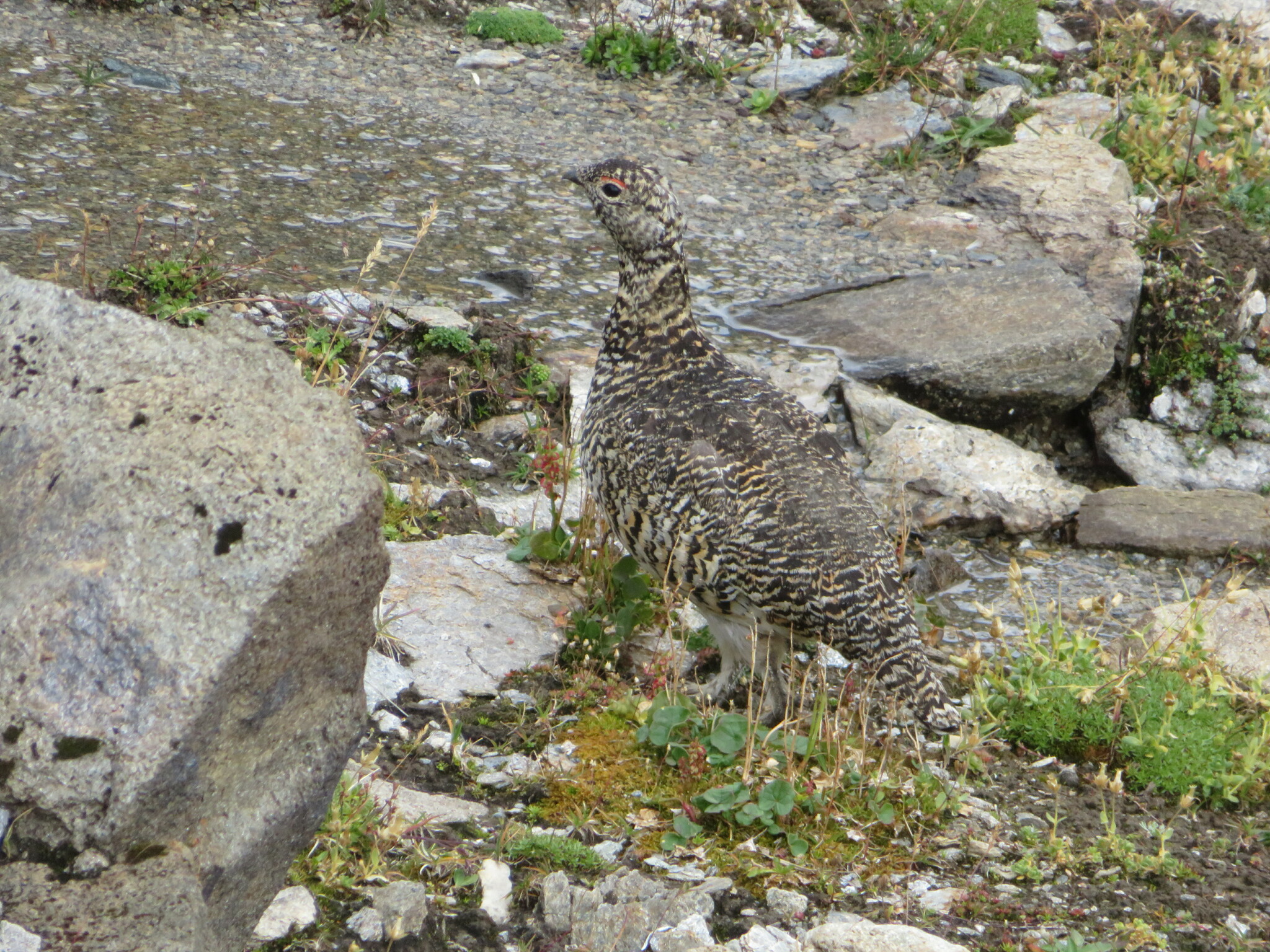 Rock Ptarmigan