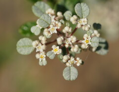Spyridium parvifolium