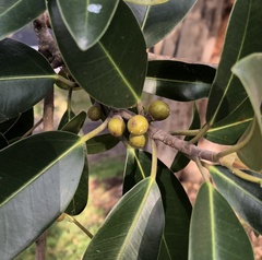 Ficus microcarpa
