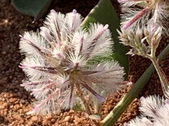 Ptilotus axillaris